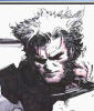 Half bidy Wolverine Sketch by Travis Charest